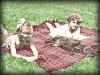 sunbathing-01